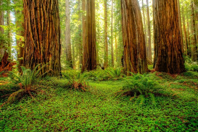 Redwood National and State Parks Self-Guided Audio Driving Tour - The Experience: What Its Like in Practice