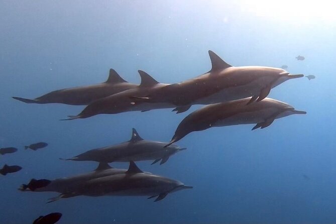 Refresher Scuba Dive - The Meeting Point and Logistics