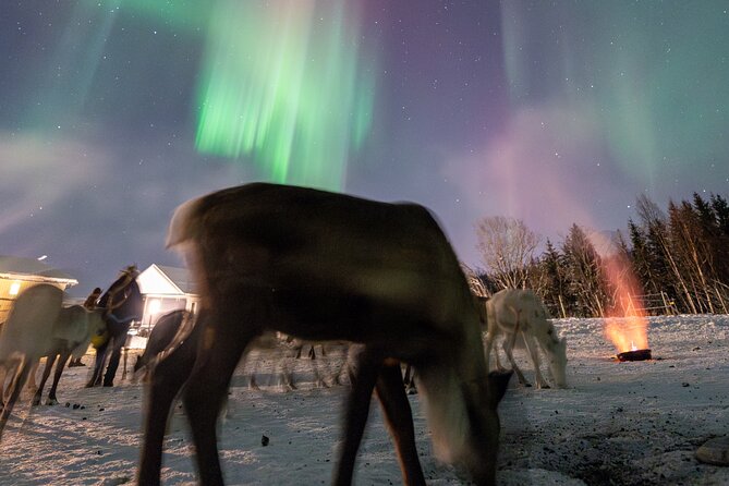Reindeer Feeding and Sledding, Sami Storytelling Night Tour - A Deep Dive into the Experience