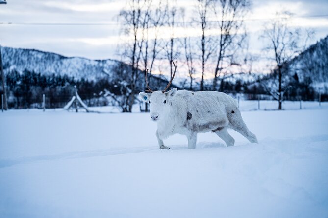 Reindeer Sledding, Feeding And Sami Culture At Reindeer Farm - Authenticity, Value, and Overall Experience