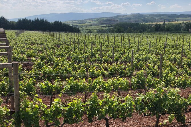 Rioja Day Tour: Explore Three Wineries with Tastings - Who Is This Tour Best For?