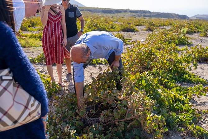 Santorini Wine Roads Tour with Wine Tastings Morning & Sunset - Who Should Book This Tour?