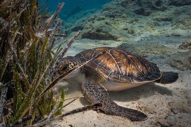 Scuba Diving at Turtle Bay with Underwater Pictures Included - Final Thoughts
