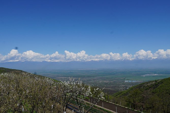 Secrets of Kakheti: Wine & Home-Cooked Lunch - A Deep Dive into the Value
