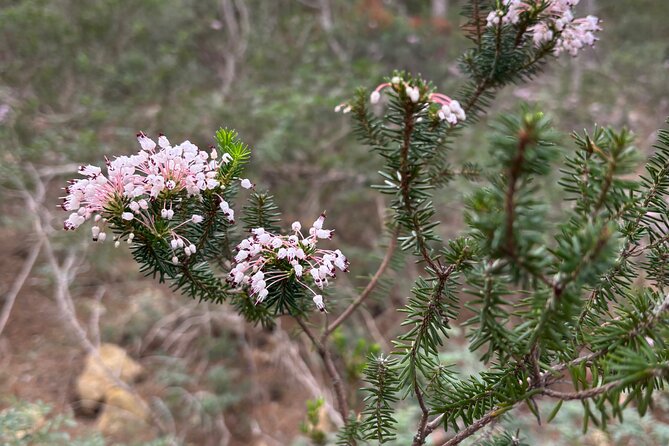 Sierra de Tramuntana hike with transportation and small picnic - Exploring the Itinerary in Detail