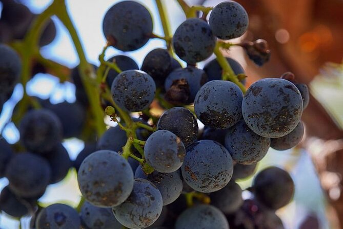 Simple Visit to Discover the Domaine d'Arton - Concluding Thoughts