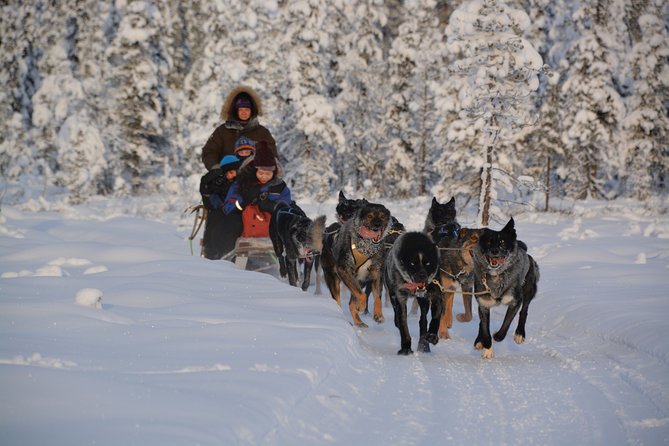 Sit Back and Relax Morning Husky Tour - The Itinerary in Detail