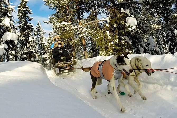 Sit Down Husky Ride Dog Sled Tour in Kiruna - What Makes This Tour Stand Out?