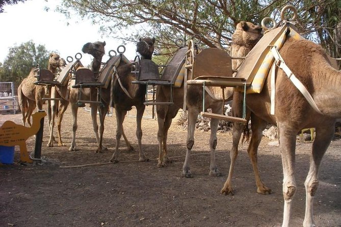 Skip the Line: Camel Park Tenerife Ticket - Practical Details and Tips
