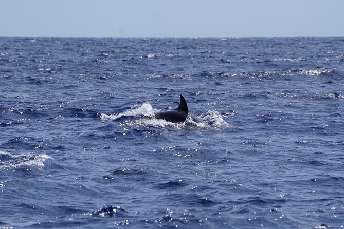 Small Group Dolphin Sunset Tour on Electric Sailing Boat Denia - The Value of the Experience
