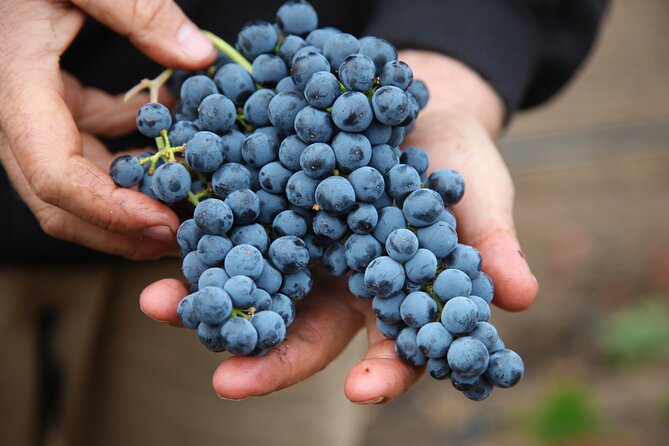Small Group Olive Oil and Wine Tour with Light Lunch - Who Will Love This Tour?