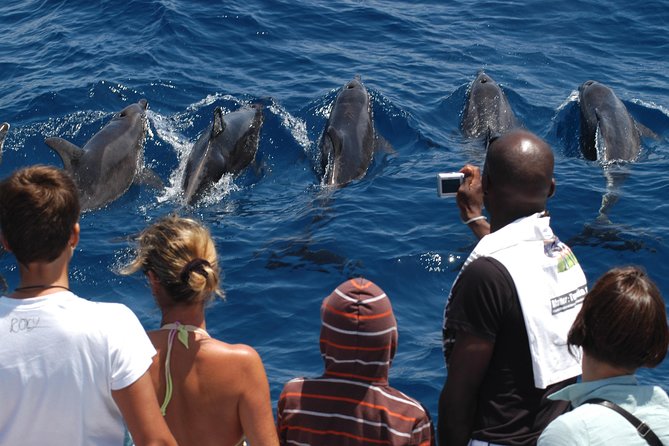 Spirit of the Sea: Cetacean sighting in Gran Canaria - Analyzing the Value: Price and Overall Experience