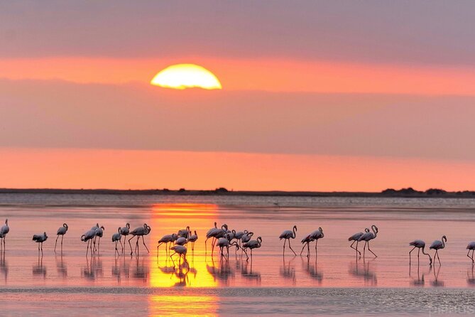 Sunset among flamingos in the Ebro Delta - Who will love this experience?