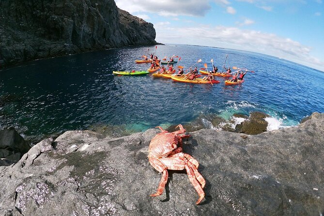 Tenerife: Guided kayak tour with snorkeling in a marine reserve - Who is this tour best suited for?
