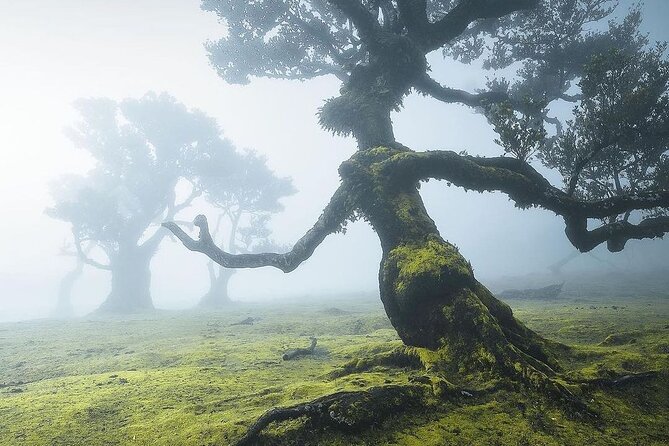 The Fanal Forest by Feeling Madeira - What Makes This Tour Special?