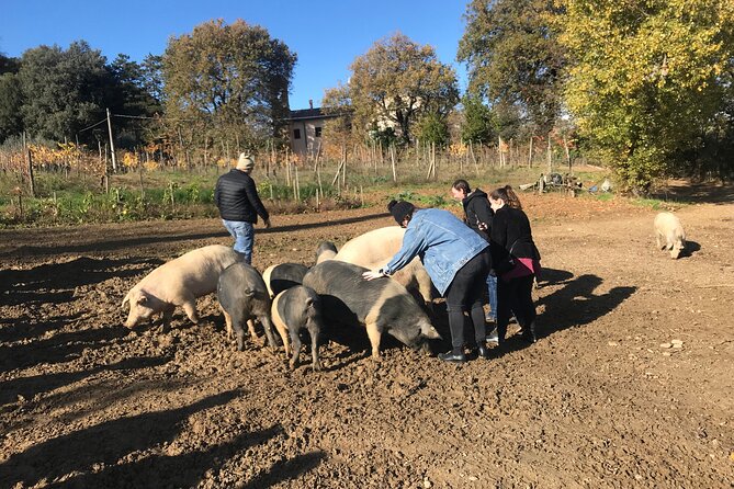 Tour of the Alpacas and the pigs of Cinta Senese in Montepulciano - Why This Tour Delivers Value