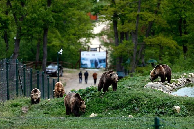 Transylvania with Dracula Castle, Bear Sanctuary and Brasov - Discovering Transylvania in a Day: An Honest Breakdown