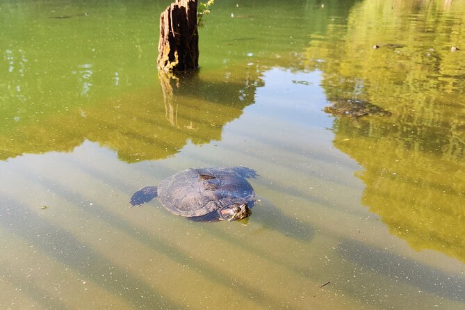 Trekking in the Wood with picnic on the turtles lake - A Walk Through the Milan Countryside and Forest