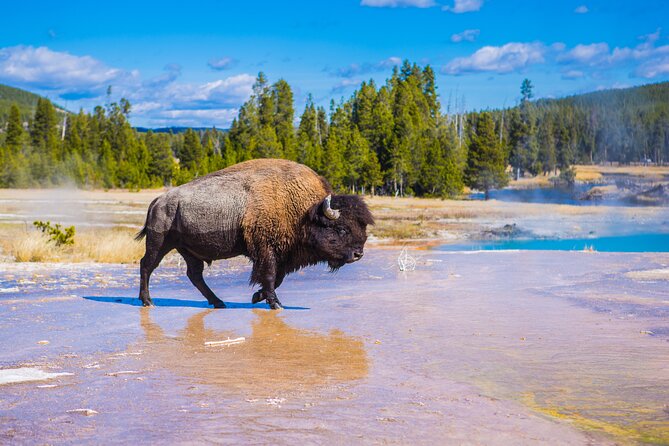 Two Day Yellowstone Tour: Upper & Lower Loop | Bozeman | PRIVATE - What to Keep in Mind