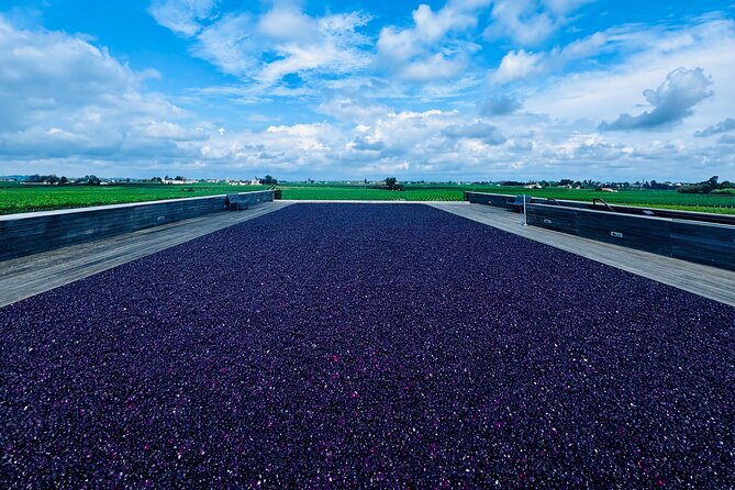 Visit Saint-Emilion and Pomerol:Vineyards, lunch and tastings included - Practical Aspects of the Tour