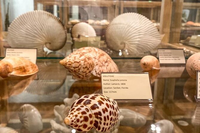 Visit Shell Museum Cavtat - What to Expect During Your Visit