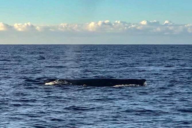 Wake up with the Whales Cruise from Kawaihae Harbor - Who Should Book This Experience?