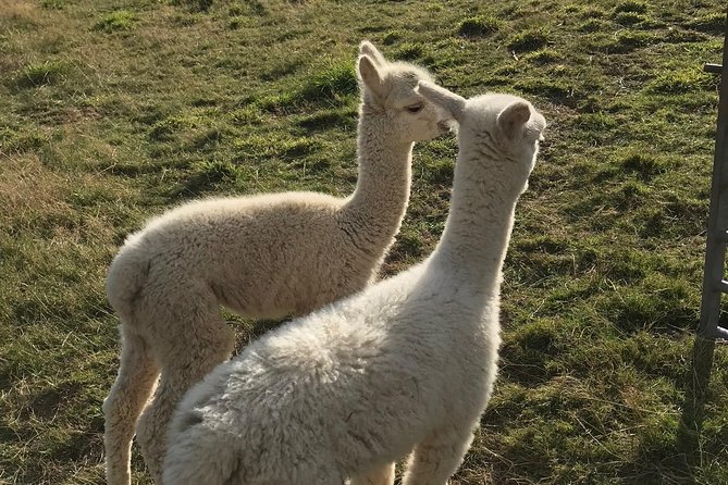 Walking with Alpacas - The Experience: What to Expect