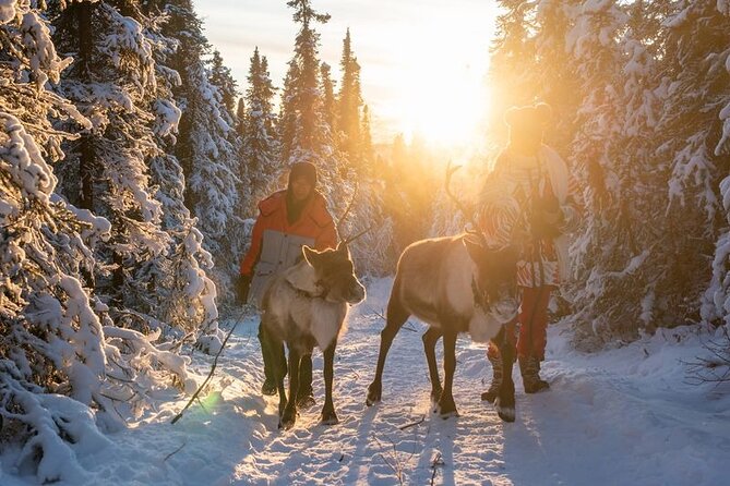 Walking with Reindeer Experience - Why This Tour Is a Good Choice