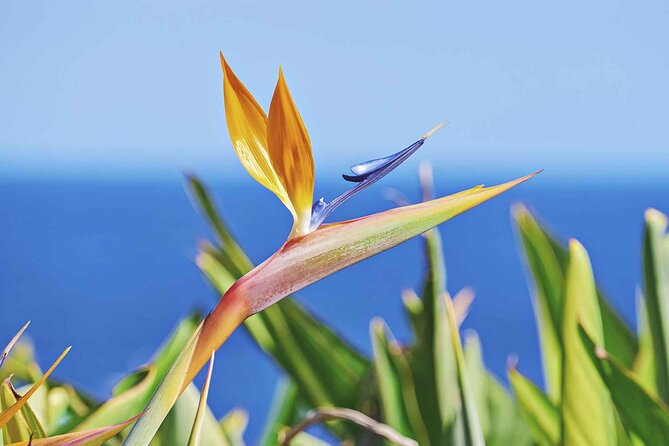 West of Madeira Private Full-Day Tour with Pickup from Funchal - What’s Included & What’s Not