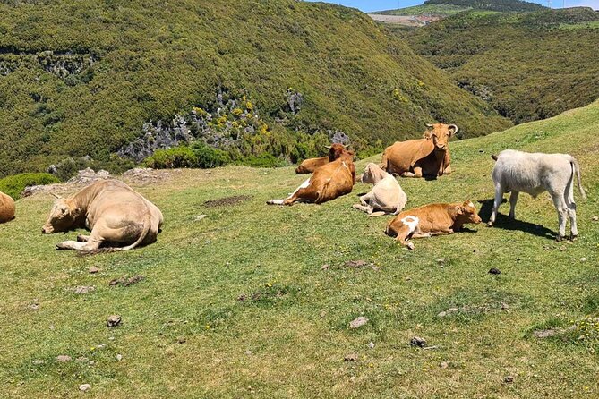 West of Madeira Private Half-Day Tour - Final Thoughts: Who Should Book This Tour?