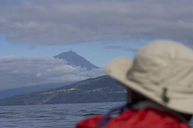 Whale and dolphin watching in Pico Island - Frequently Asked Questions