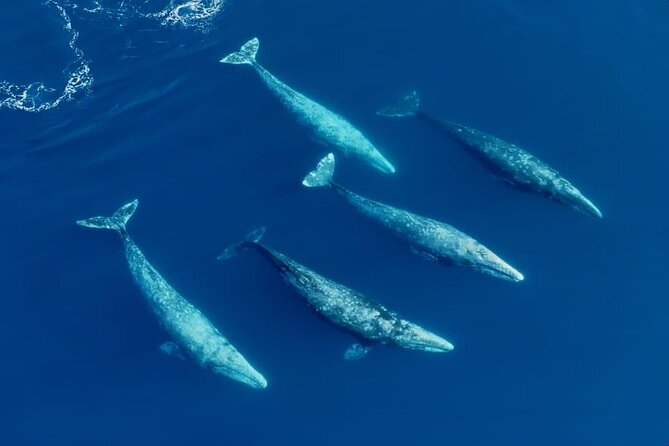 Whale and Dolphin Watching in San Diego Speedboat Tour - The Itinerary in Detail