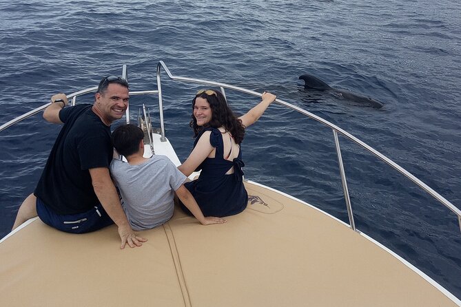 Whale watching and snorkelling in the whale sanctuary - The Marine Encounter: Watching Cetaceans Up Close