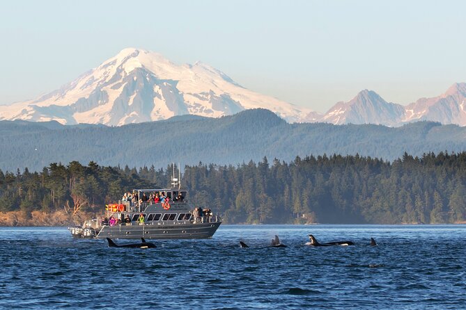 Whale Watching + Deception Pass Tour from Seattle - Why This Tour Stands Out