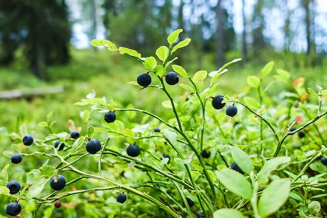 Wild Forest Berries and Mushrooms Picking Tour - The Forest Walk: What You Can Expect