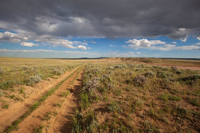 Wild Mustang Half Day Tour - Cody Wyoming - Private - Cody: A Cultural Gateway