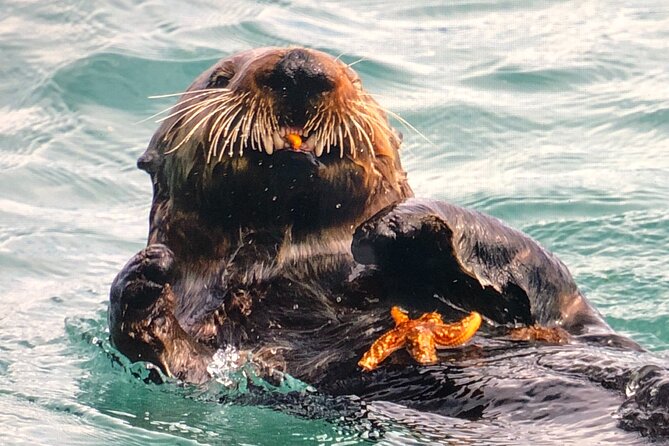 Wildlife Walking Half-Day Private Guided Tour in Whittier - Practical Details and Potential Pitfalls