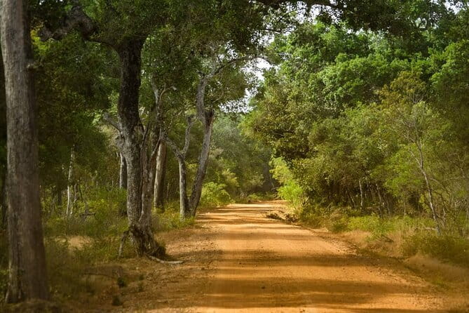 Wilpattu National Park Private Jeep Safari From Colombo & Negombo - Who Will Love This Experience?