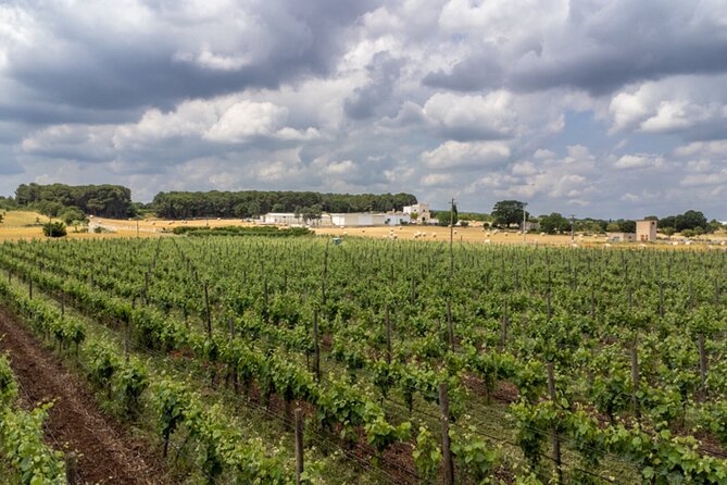 Wine and Food Pairing Experience at Alberobello Winery - Practical Tips for Booking and Enjoying