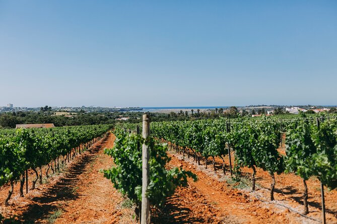 Wine Tasting & Tapas 4x4 Tours - Who Should Consider This Tour?