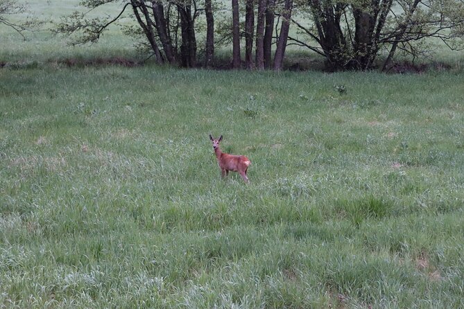 Wolf and Wildlife Tracking in Sweden - What Makes This Tour Stand Out