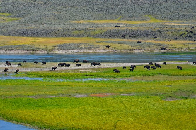 Yellowstone National Park - Private Lower Loop Adventure - The Sum Up