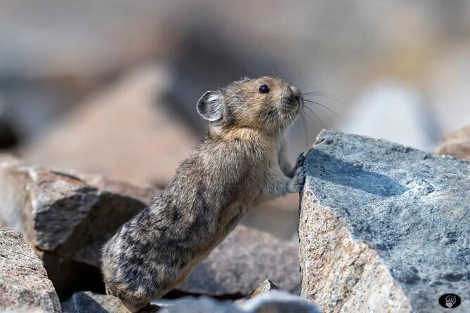 Yellowstone Wildlife and Photo Upper Loop Tour West Yellowstone - The Experience Through the Eyes of Past Travelers