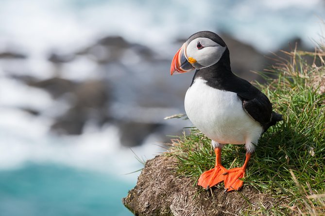 1-Hour Small Group Sightseeing Boat Tour in Vestmannaeyjar - Deep Dive Into the Experience