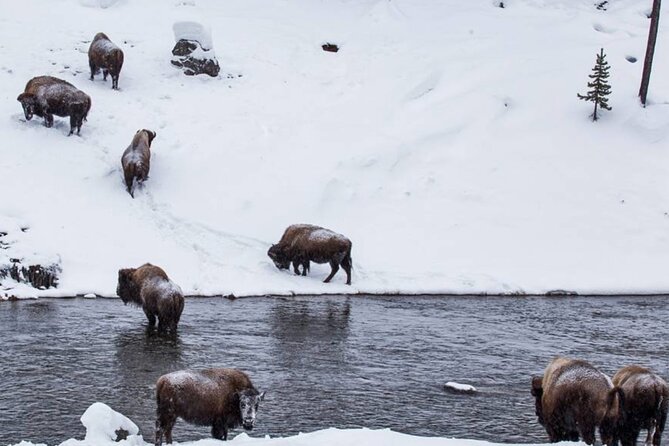 6 Day Winter Wonderland Tour in Yellowstone National Park - Who Should Consider This Tour?