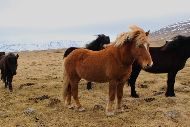 8 Day Winter Circle Tour, Ring Route of Iceland with Snæfellsnes Peninsula - FAQ: Your Practical Questions Answered