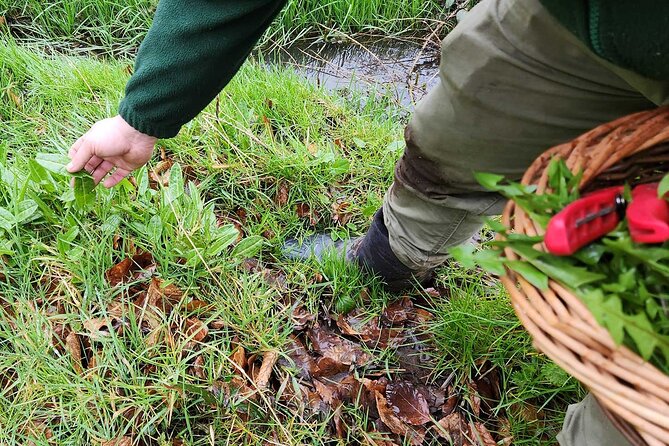 Adult Foraging Walk & Bushcraft Cookery Course for Beginners - The Sum Up