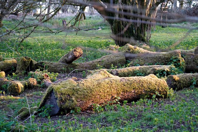 Ancient Britain: Sacred forests, Neolithic burials and UFO sights - The Sum Up: Is It Worth It?  