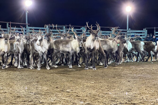 Arctic Adventure with Reindeer and Northern Lights Hunt 18:30 pm - Final Thoughts: Is It Worth It?