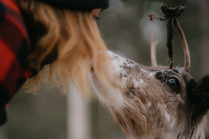 Authentic Reindeer Experience and Ice Fish with Lunch in the Wild - Nourishing Lunch in Soma Hideout